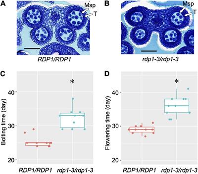 Pollen Number and Ribosome Gene Expression Altered in a Genome-Editing Mutant of REDUCED POLLEN NUMBER1 Gene